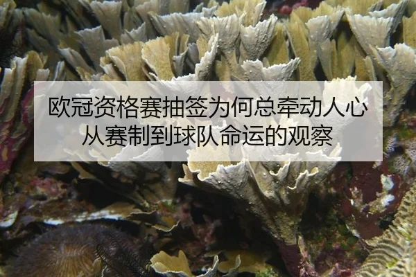 欧冠资格赛抽签为何总牵动人心 从赛制到球队命运的观察